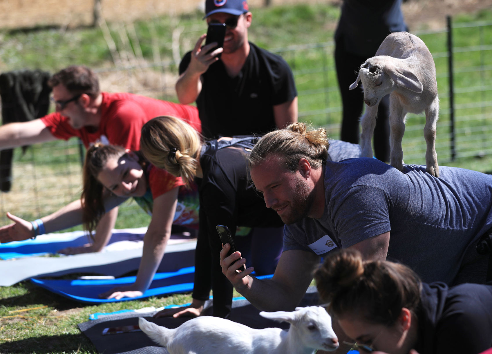 Namaste Goat Yoga